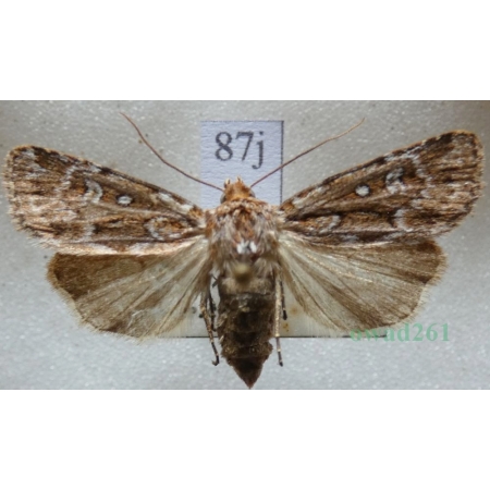 Lycophotia porphyrea (Denis & Schiffermüller, 1775) Czech87j